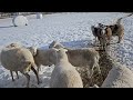 Sheep Vlog: Sorting for Breeding