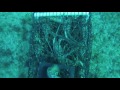 Gopro diving lobster