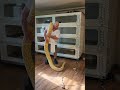 big burmese python