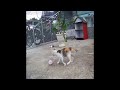 😂😻 Best Cats Videos 🐱🐈 Funniest Animals 2024 # 17