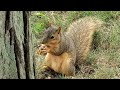 Squirrel peeks around tree