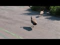 Peahen Fight 2