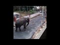 elephant attack   kerala 2019 april kuzhalmannam