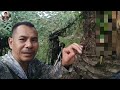 BERBURU RUAK RUAK & TUPAI DI KEBUN SAWIT PINGGIR HUTAN‼️#trending #pcp #viral #fyp #berburu