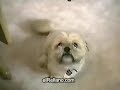 Talking Dogs Video
