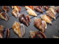 Seashell MOTHERLOAD!!! Shelling at Cayo Costa near Sanibel Island - shell hunting