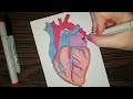 HOW TO DRAW - Anatomical Heart