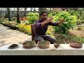 क्या बीज से गुलदाउदी के पौधे उगा सकते हैं ? Can we grow Chrysanthemum from Seeds?