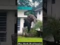 Amazing view | Wild elephant | While trying to find food.