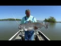 INSANE! Shallow Water Blue CATFISH!