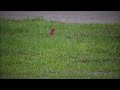 Cardinal In the Rain my front yard Dalzell SC May 29 2022