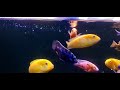 cichlid afrika from lake malawi  (4K ) || cichlid fish || aquarium