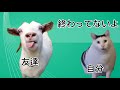 学校が休校日の1日(猫マニ)(猫ミーム)