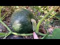 Squash Secrets: End of Season Tips and THE BEST Squash Variety