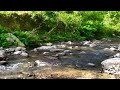 Sounds of Flowing Water & Beautiful Birds Singing: Relaxing Forest Sounds | Sounds for Sleep