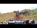 Elephants Charge and Chase Tourists
