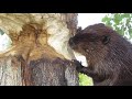 Amazing Video of a Beaver Chewing a Large Tree Trunk