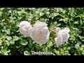 DAVID AUSTIN ROSE GARDEN ENGLAND - PART 1