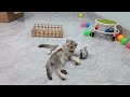 Hilarious Cats and Dogs😹🐶Funniest Animals 2024😼Part 7