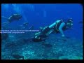 Shark diving in French Polynesia