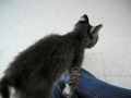 Purring Bobcat Kitten