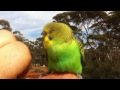 Wild Budgerigars