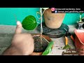 पान की बेल तेज़ी से उगाने का सीक्रेट तरीका | How To Grow And Care Betel Leaf Plant | With Updates