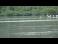 Lesser Adjutant at Yaring Mangrove Pattani, Thailand