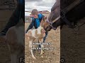 The most important thing to teach a new foal!