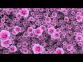 Animated Rose Flowers HD Video | Royalty Free