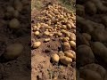 Harvesting Potatoes 🥔