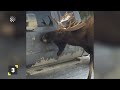 The Best Moose Moments Caught on Camera