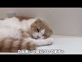 遊んでほしくて仕事中なのにおもちゃ運んでくる猫たちがかわいすぎましたw