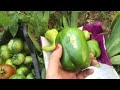 Урожай помидоров с моей экспериментальной грядки // The tomato harvest from compost green gardening