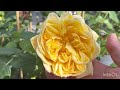 20 Most fragrant rose in my garden 2024 ( part 1)