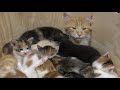 14 Kittens -- A Big Cat Family!