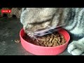 vlog KUCING KAMPUNG MAKAN 😊