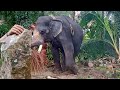 Have you seen an elephant plucking a coconut?/ ആന തെങ്ങു പിഴുതെടുക്കുന്നതു കണ്ടിട്ടുണ്ടോ?
