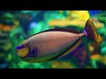 The Best 4K Aquarium - Best Aquarium Tour Ever With Calming Music