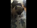 Messing with my pug with Garage Band sounds