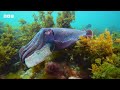 Unexpected rivalry in cuttlefish | Spy in the Ocean - BBC