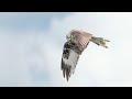 A Day Shooting Birds At Elan Valley 2024 with Brent Thompson with the OM Systems OM1 mk1 & Pocket 2