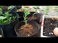 Cách chiết cải kale từ nhánh | Trồng cải kale bằng nhánh | Anh Tuấn LA