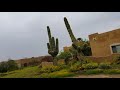 AMAZING!!! A Wet, GREEN Phoenix Arizona Desert Again?!