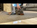 Bunny BINKY And ZOOMIES Compilation