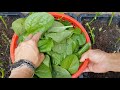 Cách trồng rau mồng tơi trong chậu bằng hạt tại nhà