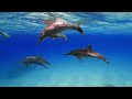 The Ocean 4K - Scenic Wildlife Film With Calming Music -  Beautiful Coral Reef Fish