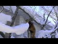 雪で遊ぶレッサーパンダ〜Red Panda playing in the snow