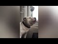 Funny American Staffordshire Terrier Videos