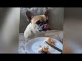 😍 Cute and Funny Pet Moments Caught on Camera 😹 Funny Animal Videos 2024 🤣🙀